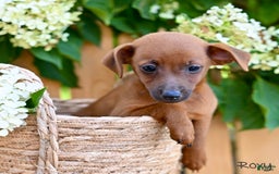 Jackapoo dogs for sale: Roxy - Image 1
