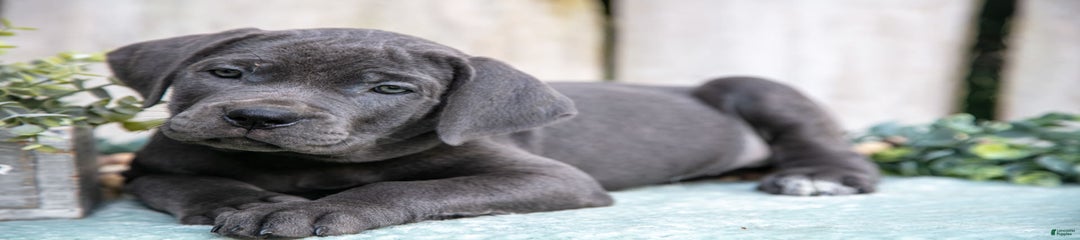 Reese