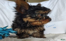 Yorkshire Terrier dogs for sale: Gerri - Image 5