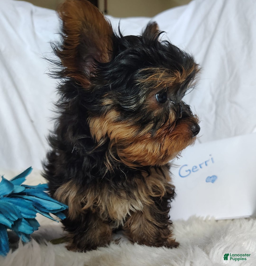 Yorkshire Terrier dogs for sale: Gerri - Image 5