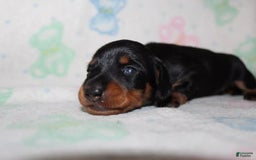 Dachshund dogs for sale: Raven Boy 1 - Image 3
