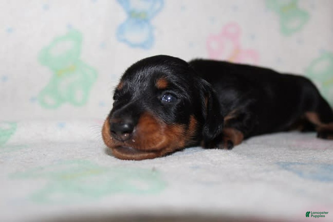Dachshund dogs for sale: Raven Boy 1 - Image 3