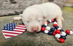 Samoyed dogs for sale: Richard - Image 1
