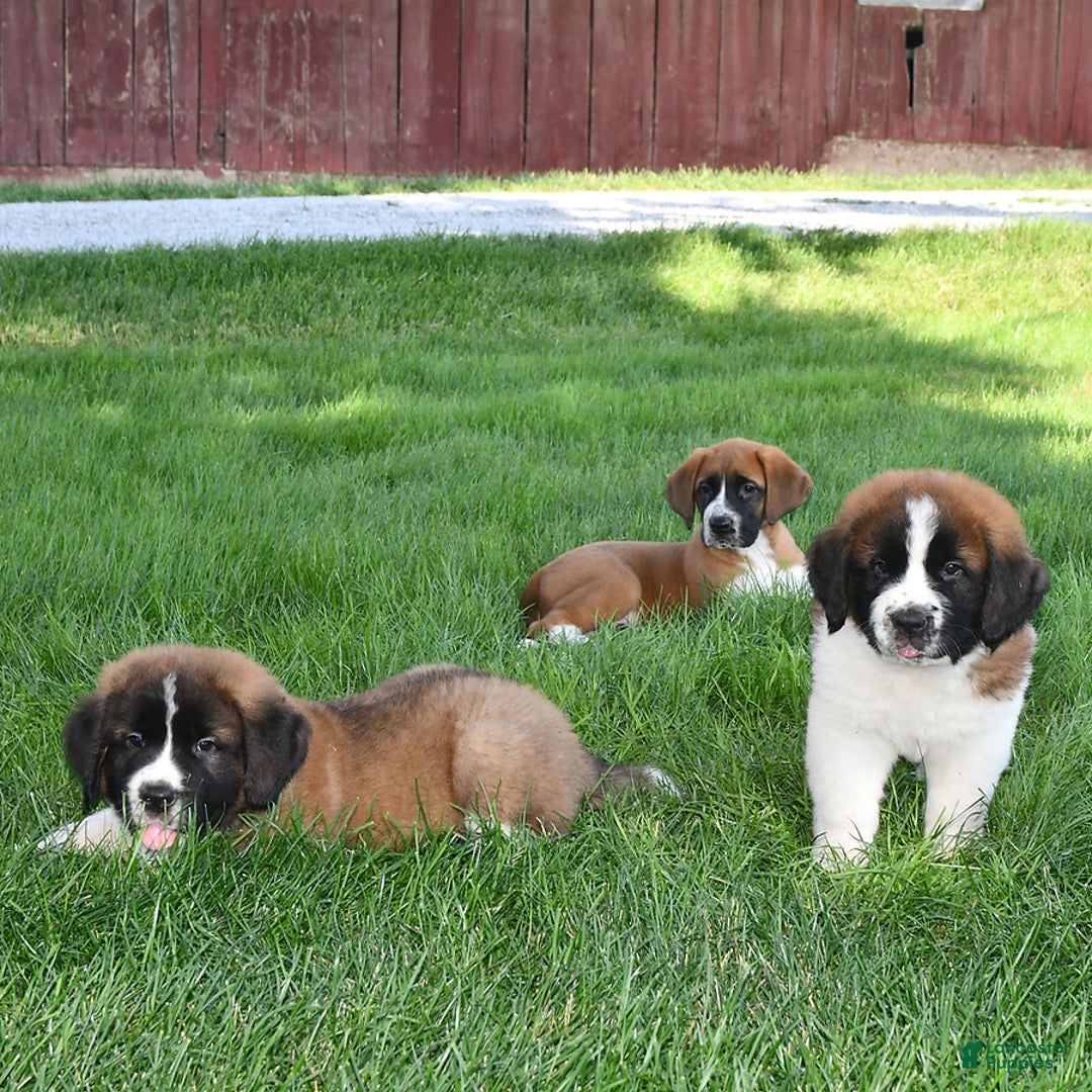 Saint Bernard dogs for sale: Princess - Image 3