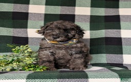 Miniature Poodle dogs for sale: Emerson - Image 6