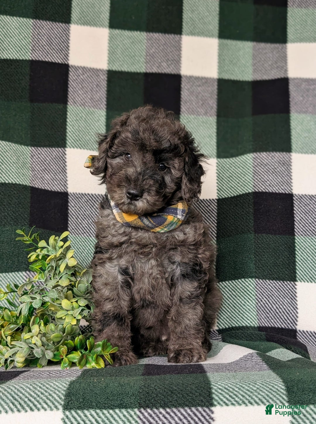 Miniature Poodle dogs for sale: Emerson - Image 6