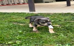 American Bully dogs for sale: Bou - Image 5
