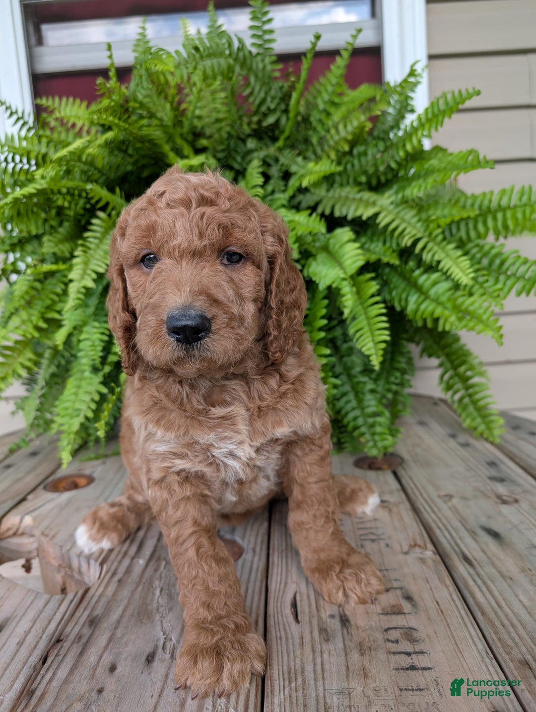 Goldendoodle dogs for sale: Maggie - Image 19