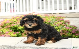 Miniature Poodle dogs for sale: Loura - Image 10