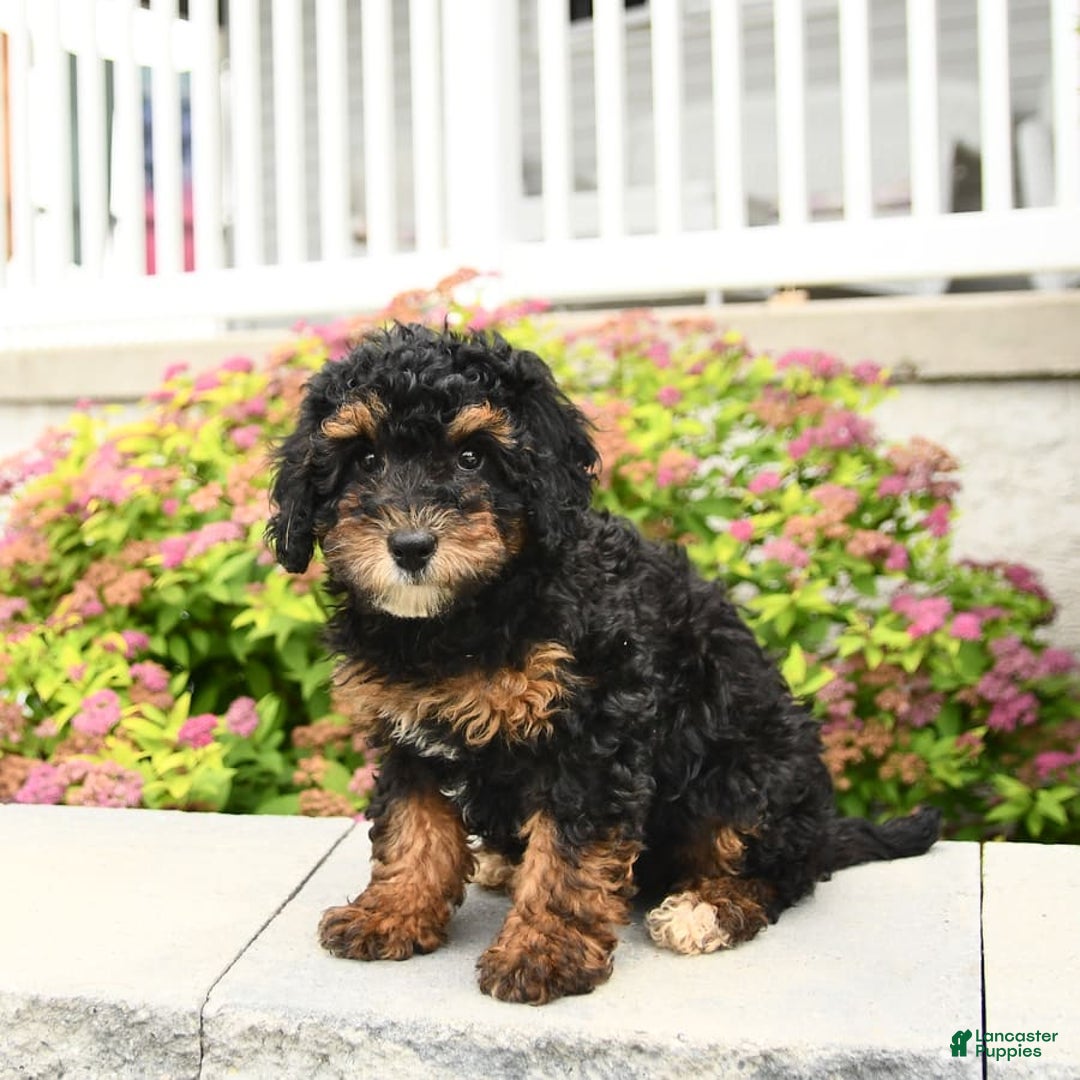 Miniature Poodle dogs for sale: Loura - Image 10