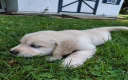 Golden Retriever dogs for sale: Pepper - Image 20