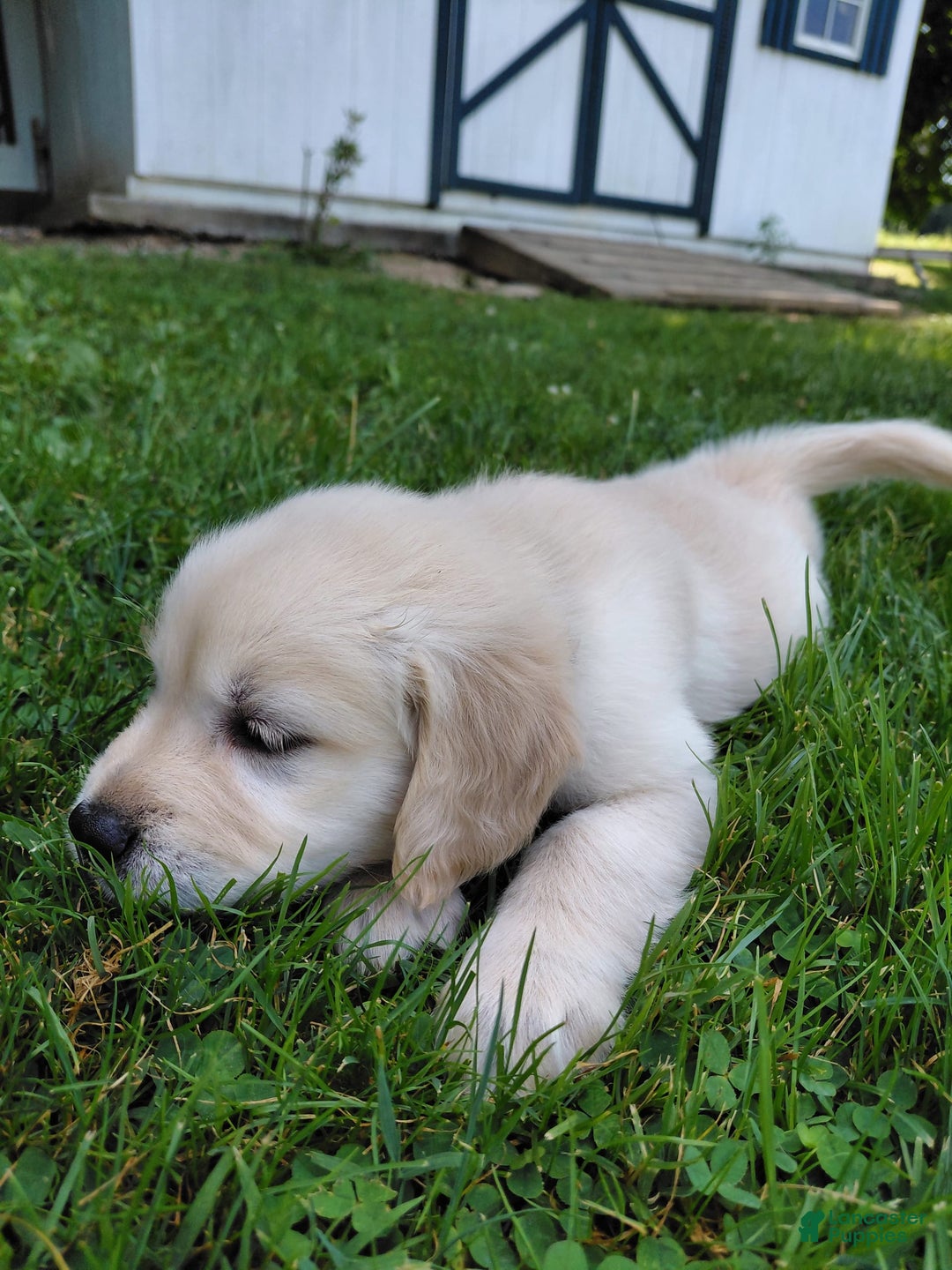Golden Retriever dogs for sale: Pepper - Image 20