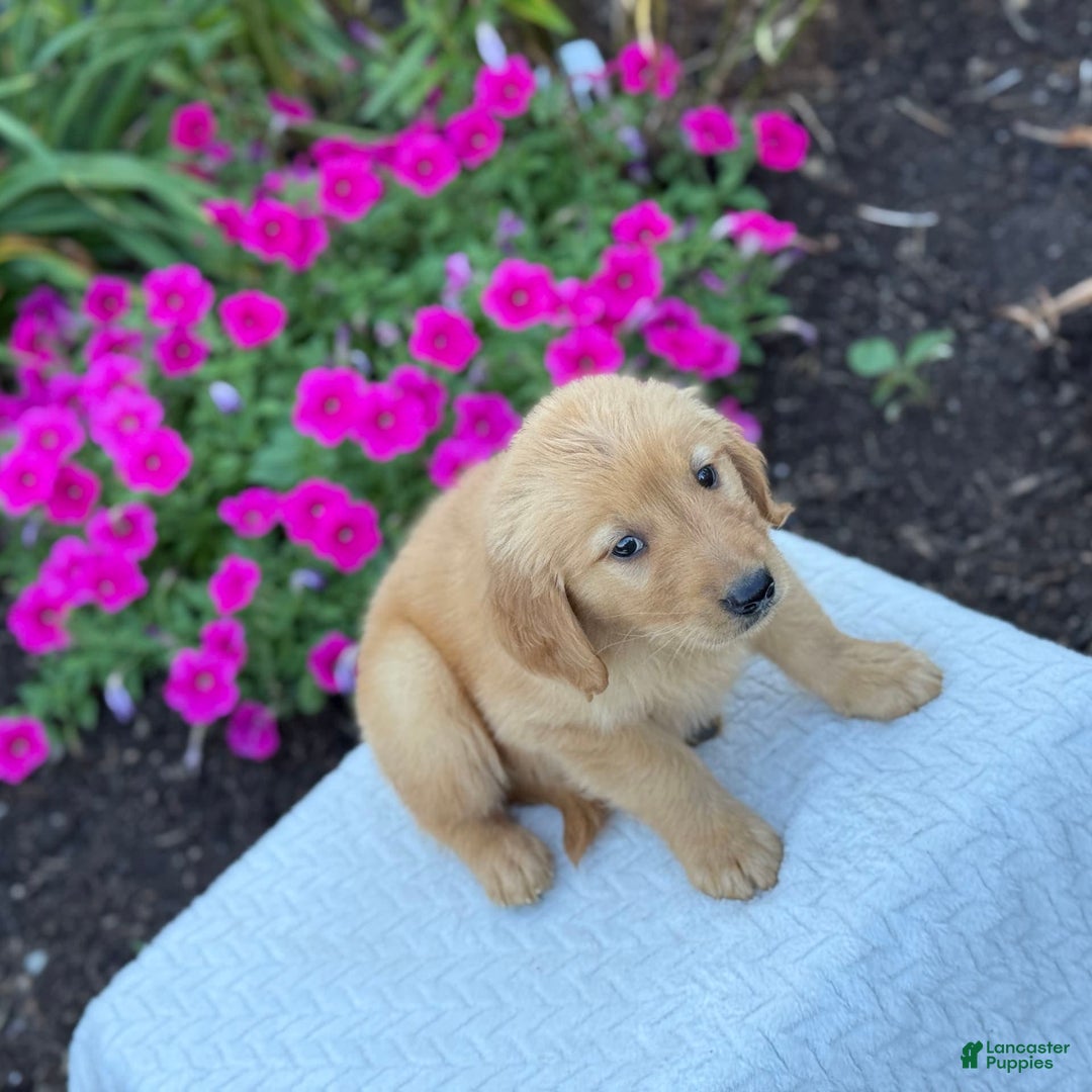 Golden Retriever dogs for sale: Tristan - Image 5