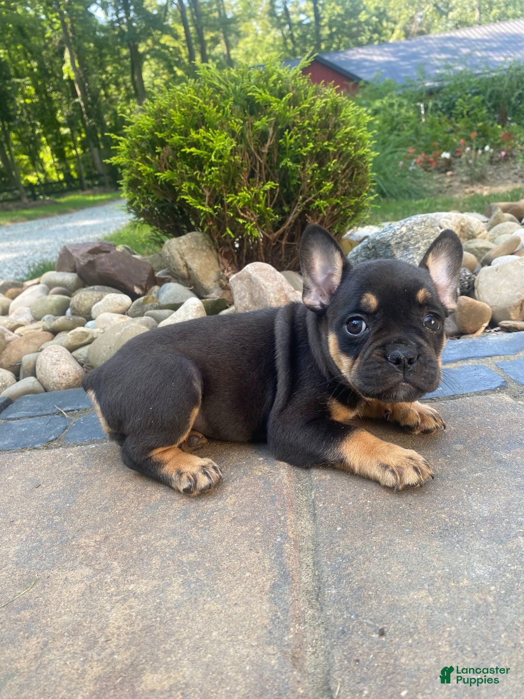French Bulldog dogs for sale: Minnie - Image 4