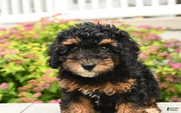 Miniature Poodle dogs for sale: Loura - Image 7