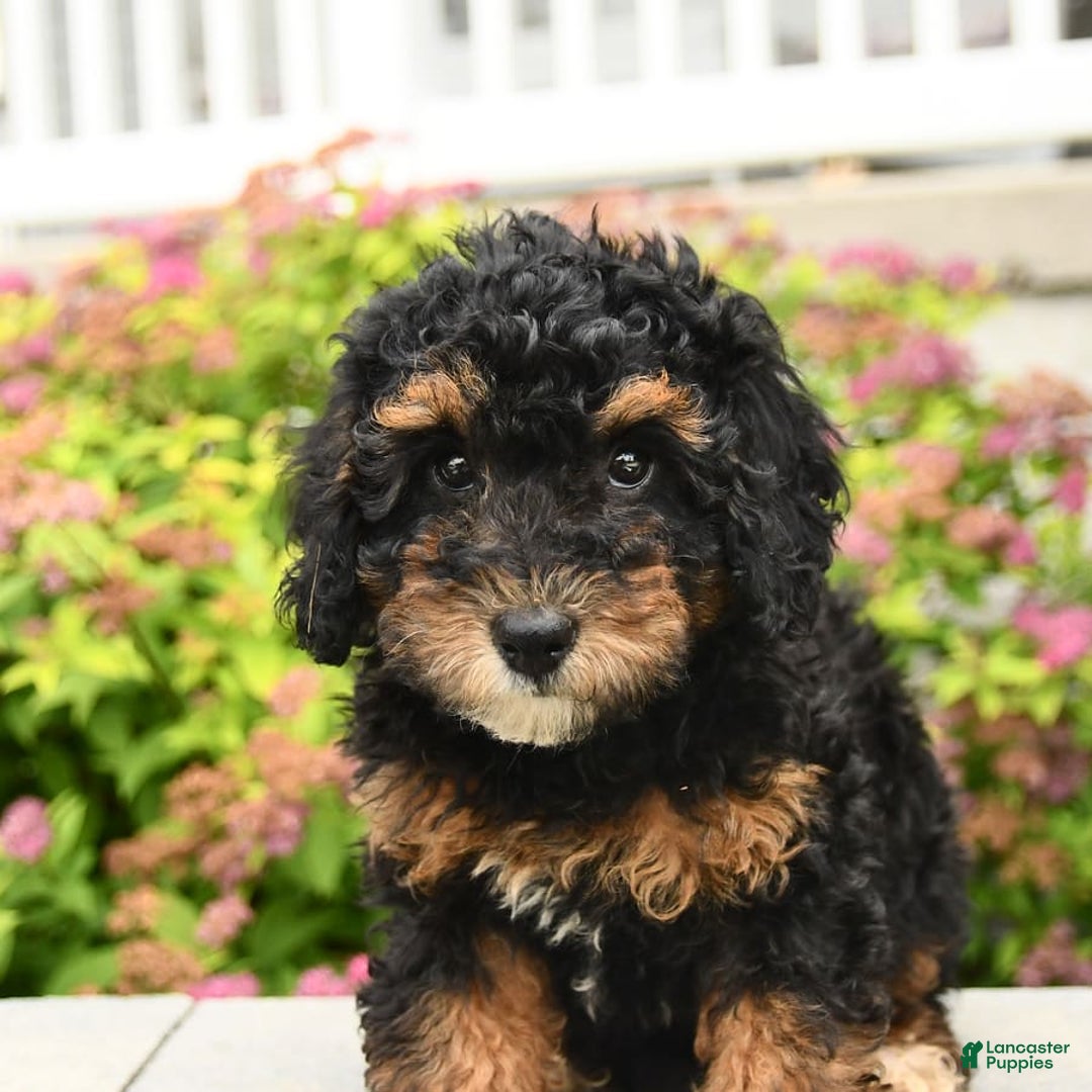 Miniature Poodle dogs for sale: Loura - Image 7