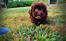 Havapoo dogs for sale: Karma - Image 4