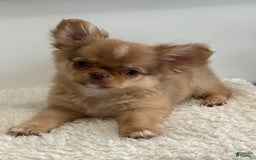 Chihuahua dogs for sale: Snickers - Image 4