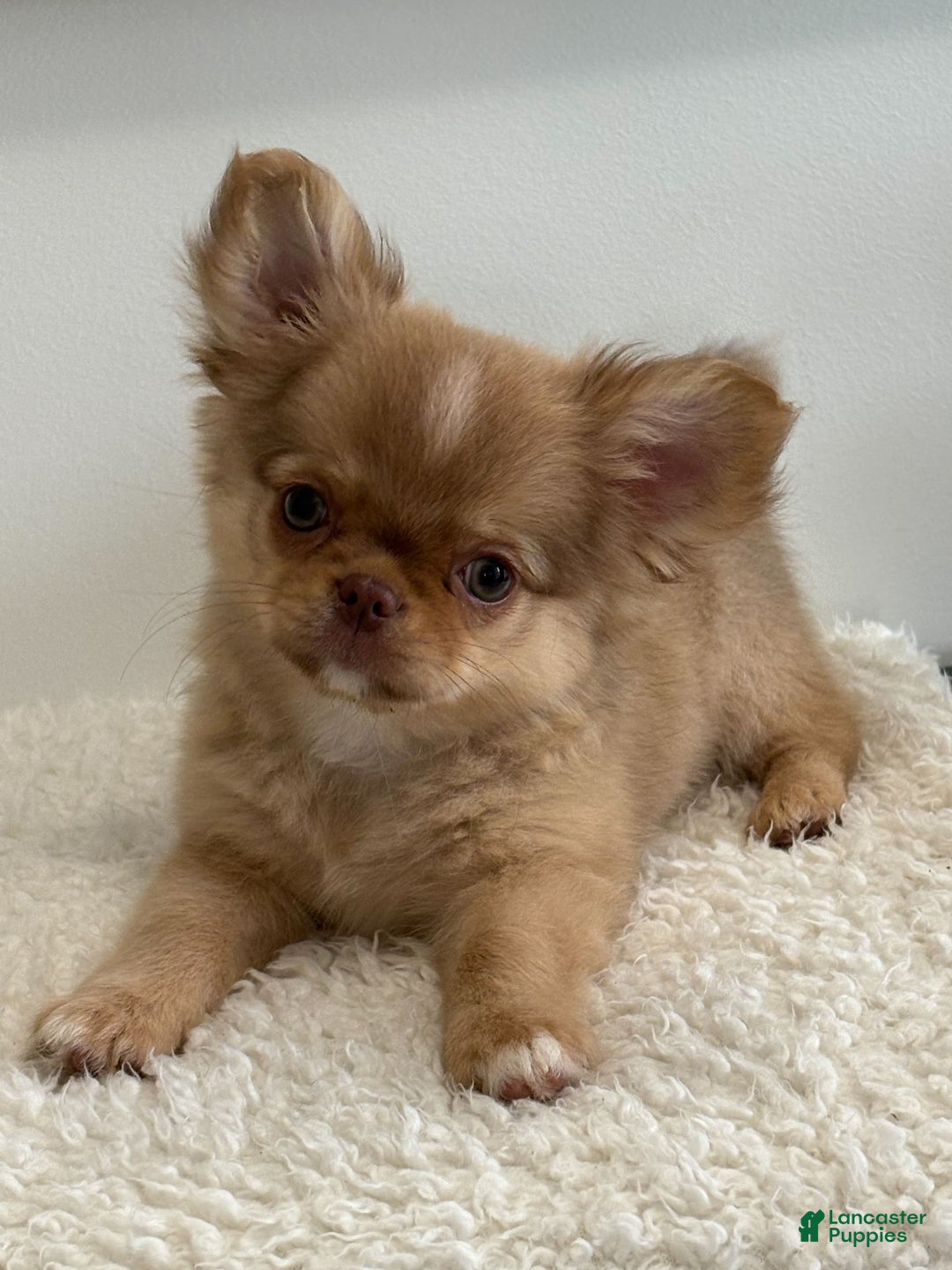 Chihuahua dogs for sale: Snickers - Image 4