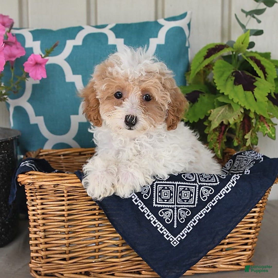 Miniature Poodle dogs for sale: Miniature Poodle 7 puppies - Image 4