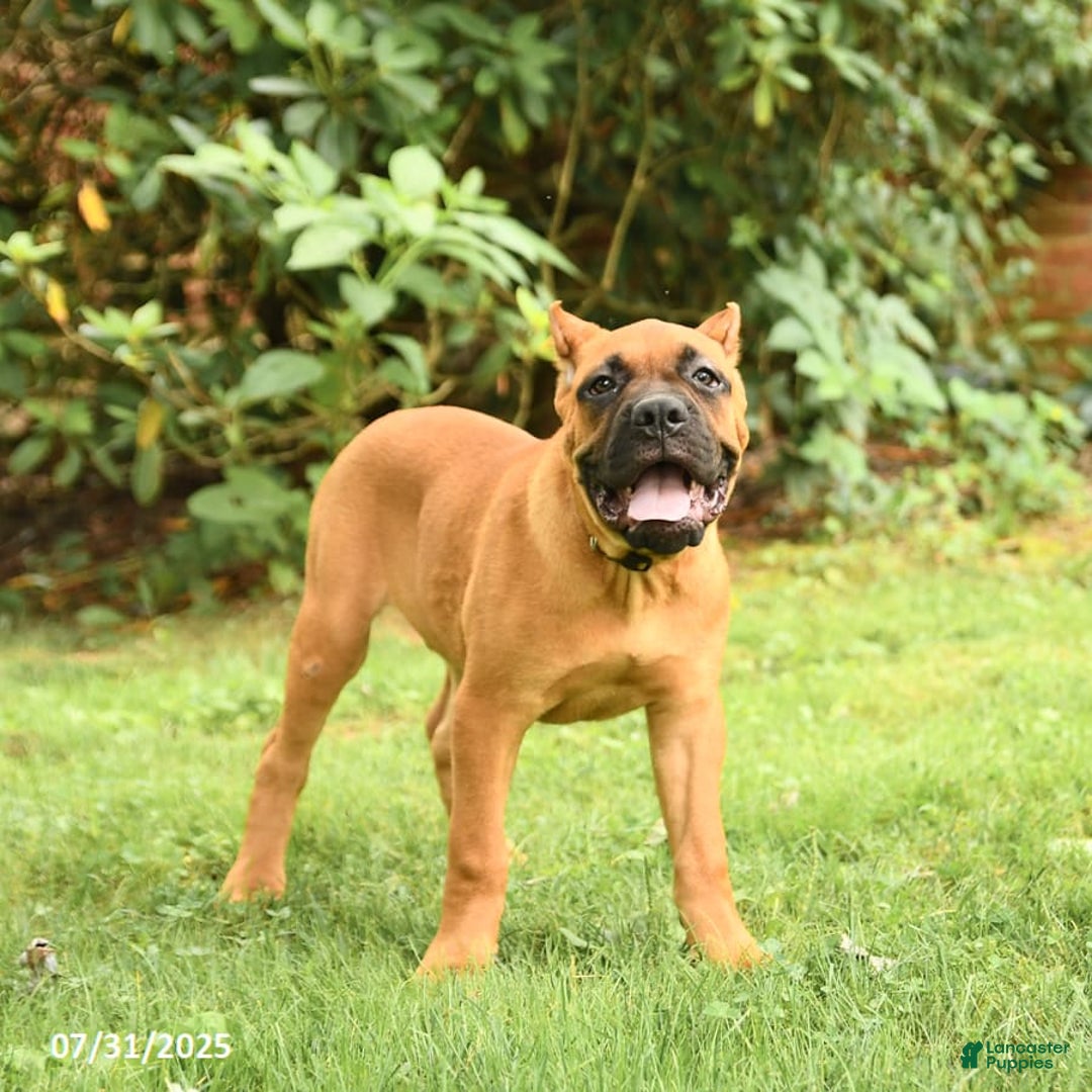 Cane Corso dogs for sale: Toby - Image 3