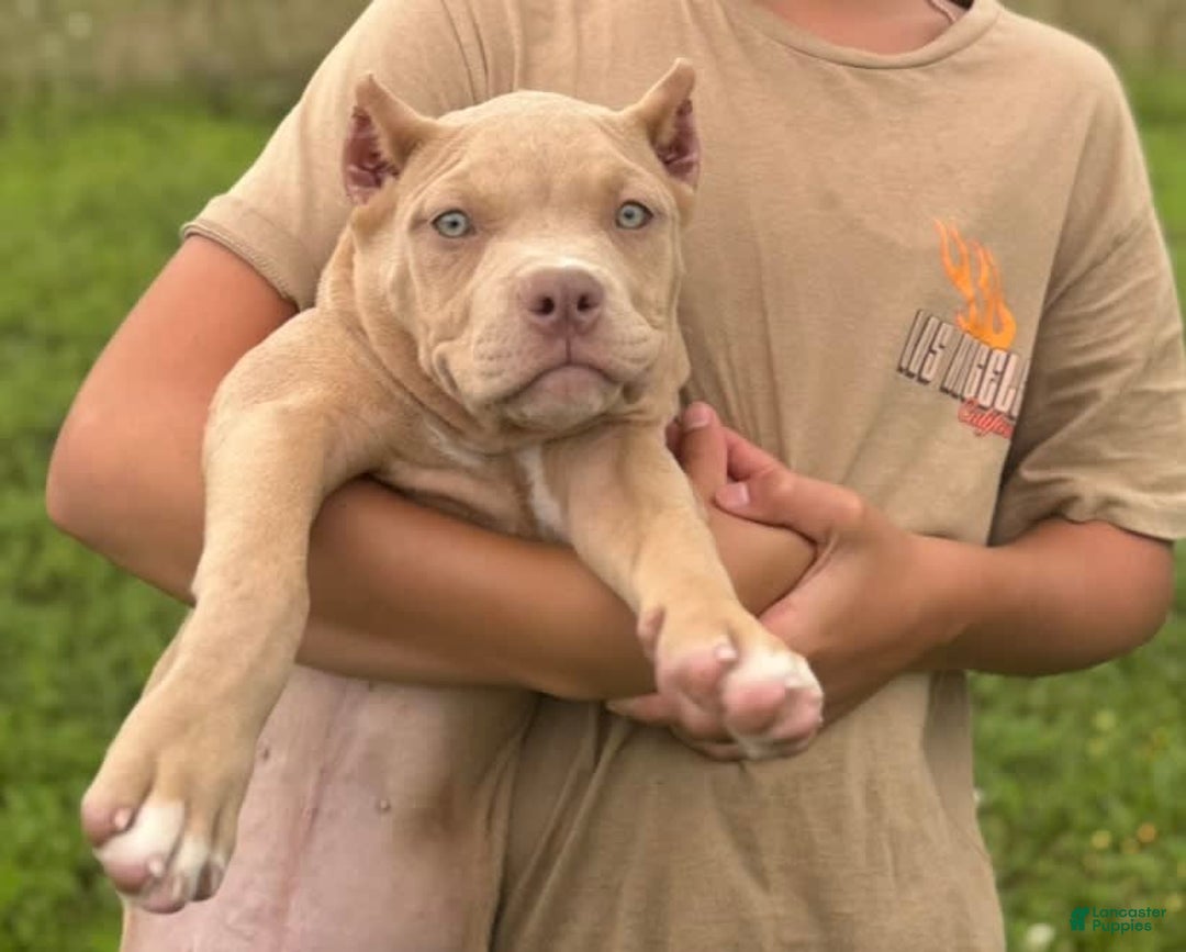 American Bully dogs for sale: Teddy - Image 2