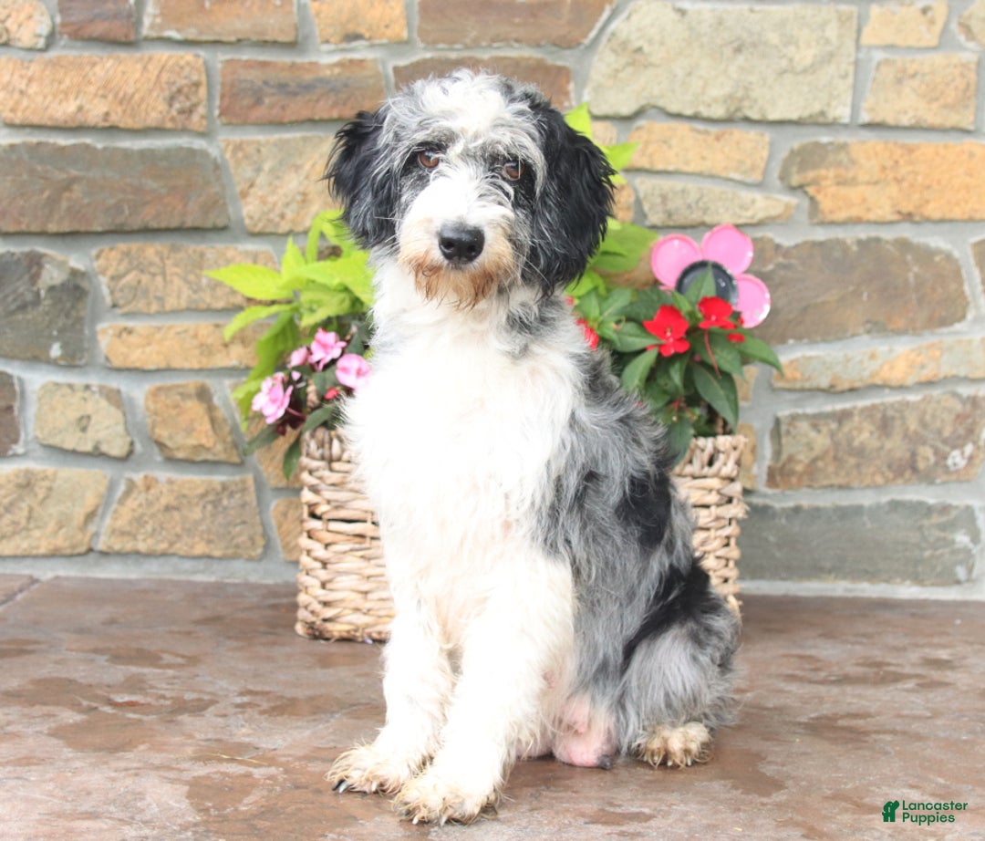 Mini Aussiedoodle dogs for sale: Connor - Image 6