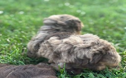 Aussiedoodle dogs for sale: Reagan - Image 8
