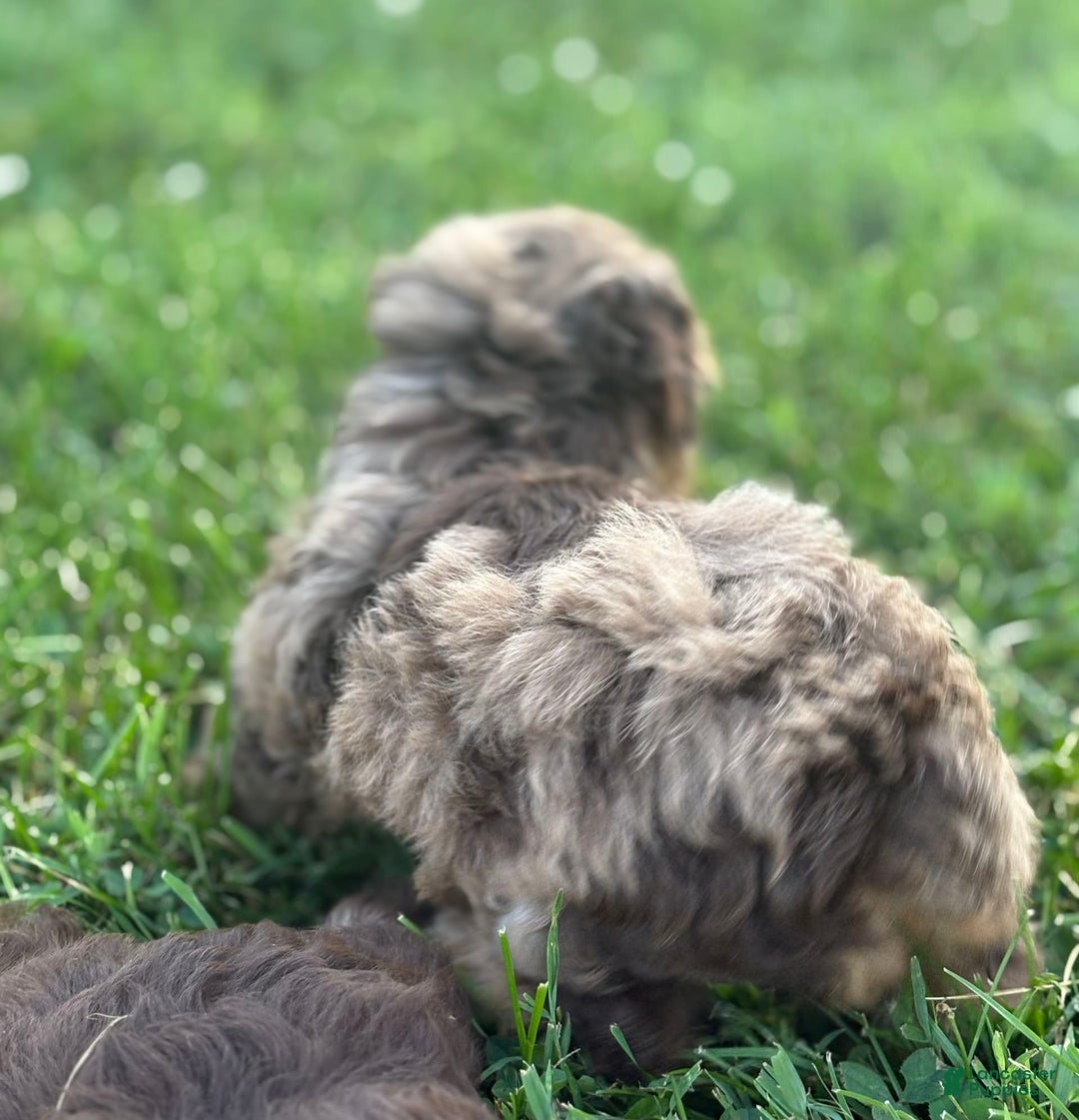 Aussiedoodle dogs for sale: Reagan - Image 8