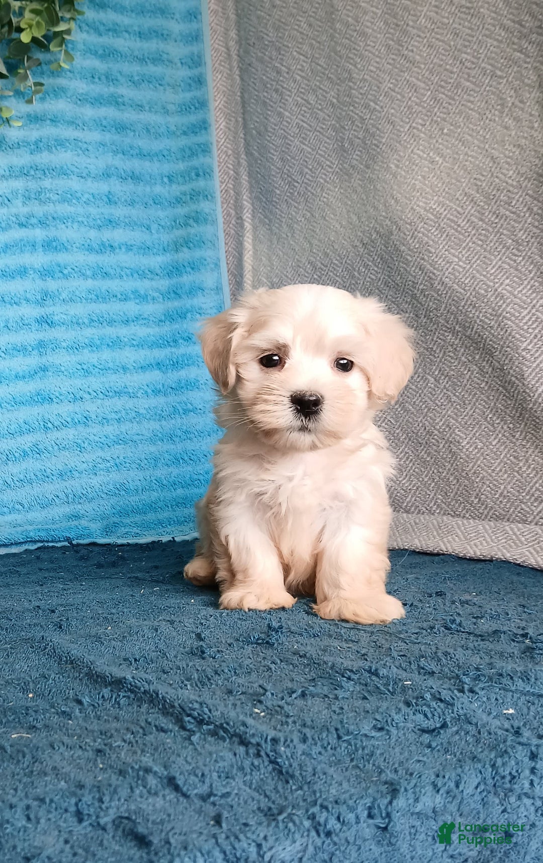 Havanese dogs for sale: Austin - Image 7