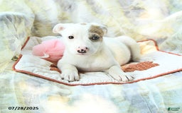 Siberian Husky dogs for sale: Brandy - Image 3