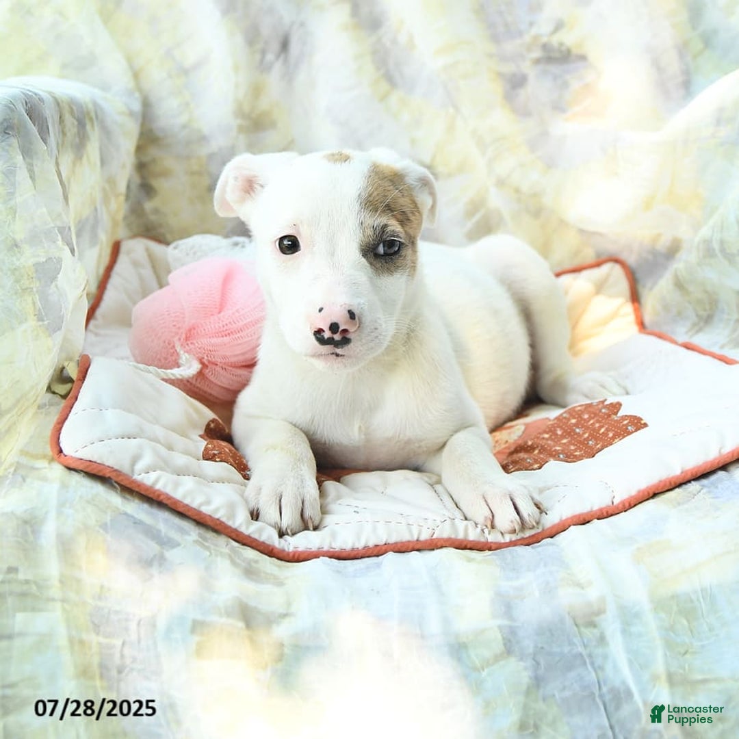 Siberian Husky dogs for sale: Brandy - Image 3