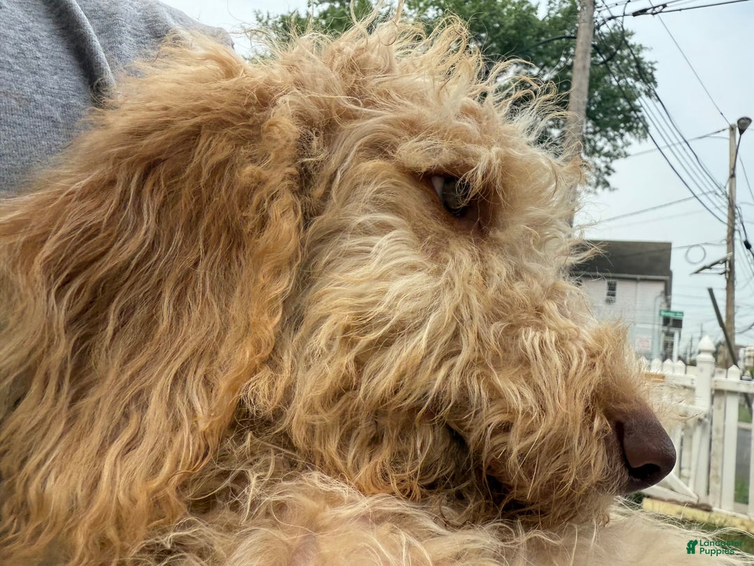 Goldendoodle dogs for sale: Luna - Image 13