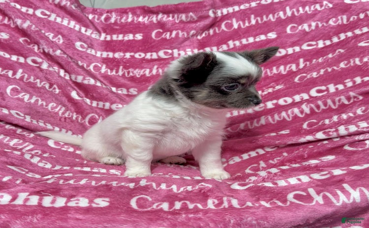 Chihuahua dogs for sale - Ad 3