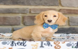 Miniature Dachshund dogs for sale: Parker - Image 2