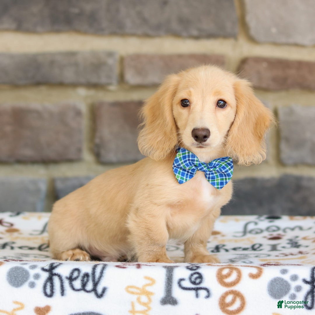 Miniature Dachshund dogs for sale: Parker - Image 2