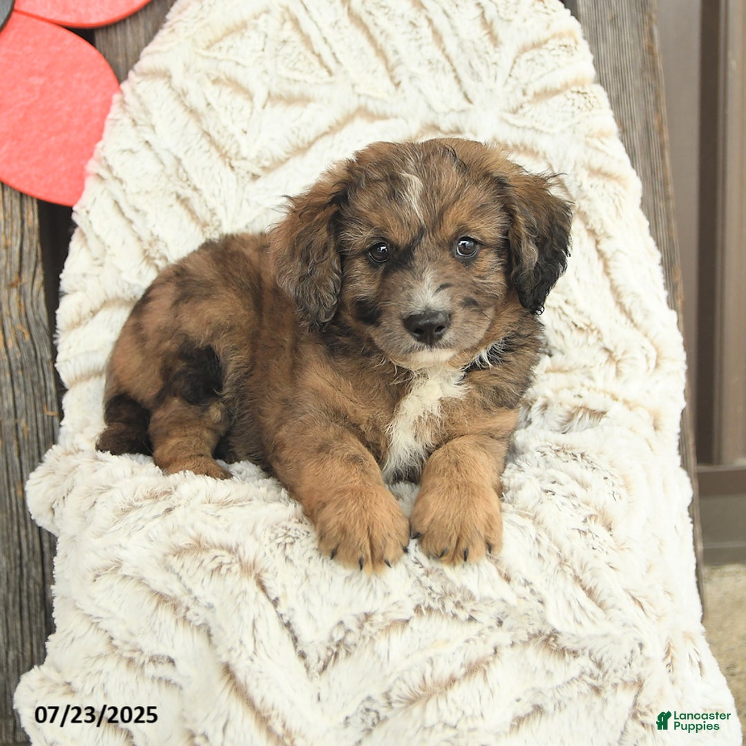 Mini Goldendoodle dogs for sale: Moose - Image 1