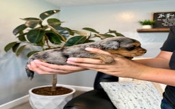 Mini Goldendoodle dogs for sale: Milo - Health tested - Image 2