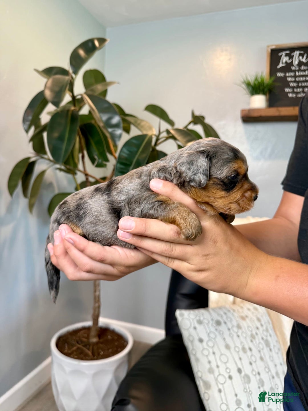 Mini Goldendoodle dogs for sale: Milo - Health tested - Image 2