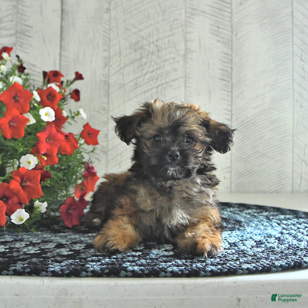 Shihpoo dogs for sale: Koko - Image 3