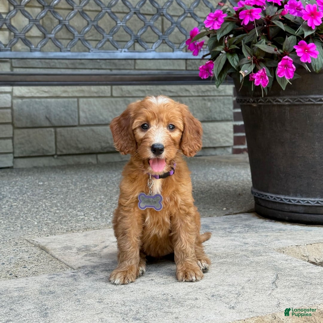 Goldendoodle dogs for sale: Layla - Image 9