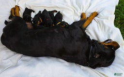 Rottweiler dogs for sale: Rex - Image 7