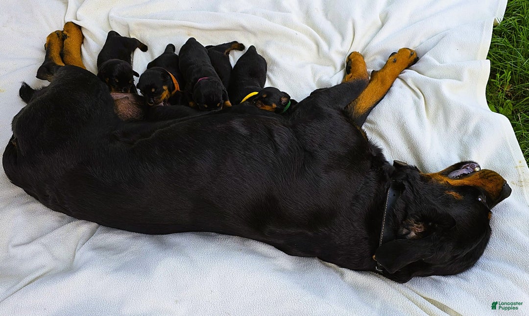 Rottweiler dogs for sale: Rex - Image 7