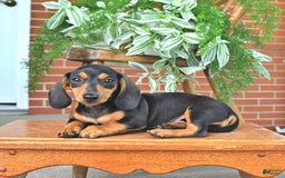Miniature Dachshund dogs for sale: Sweetie - Image 4