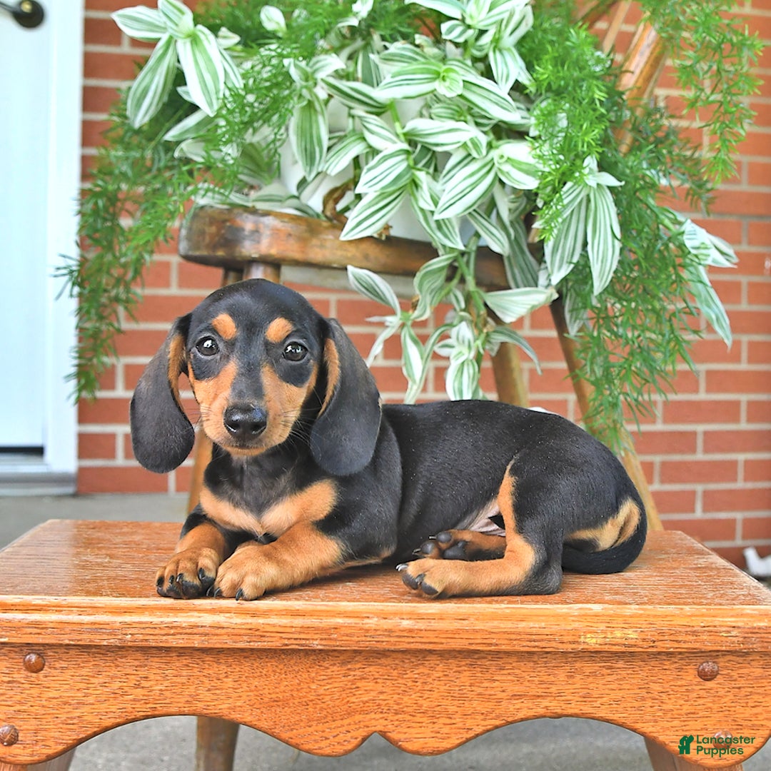 Miniature Dachshund dogs for sale: Sweetie - Image 4