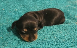 Miniature Dachshund dogs for sale: Scotch - Image 2