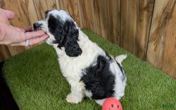 Cavapoo dogs for sale: Missy Girl 2 - Image 6