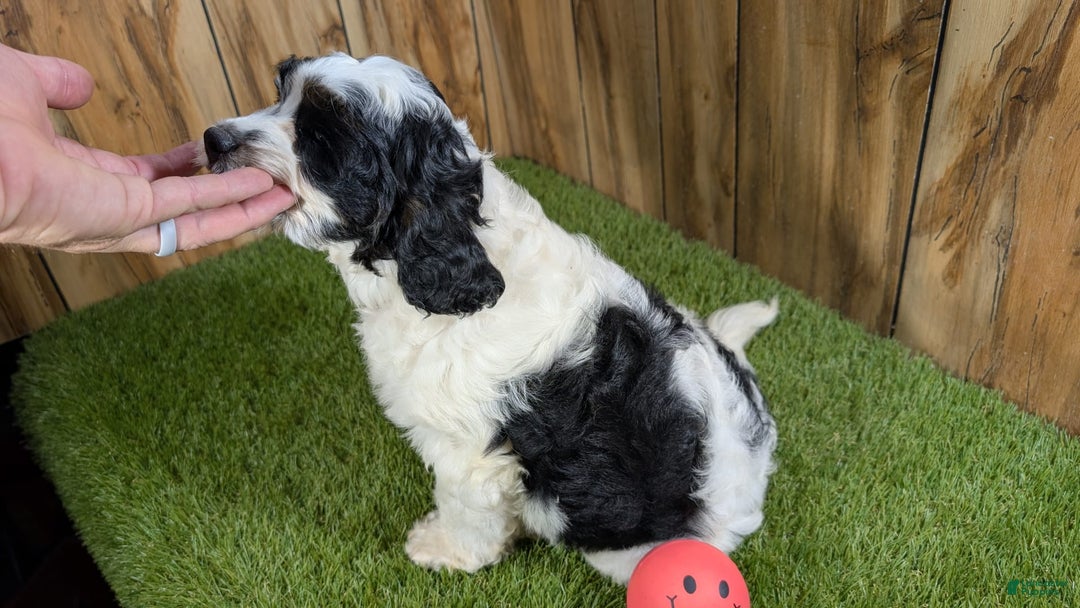 Cavapoo dogs for sale: Missy Girl 2 - Image 6