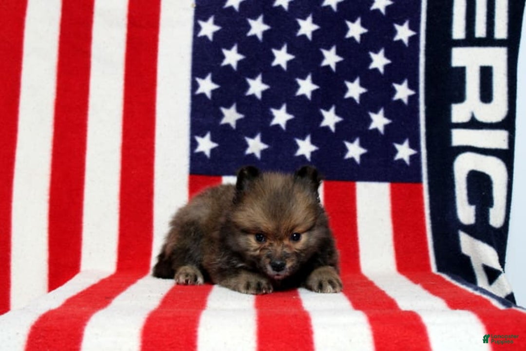 Pomeranian dogs for sale: Sequioa - Image 3