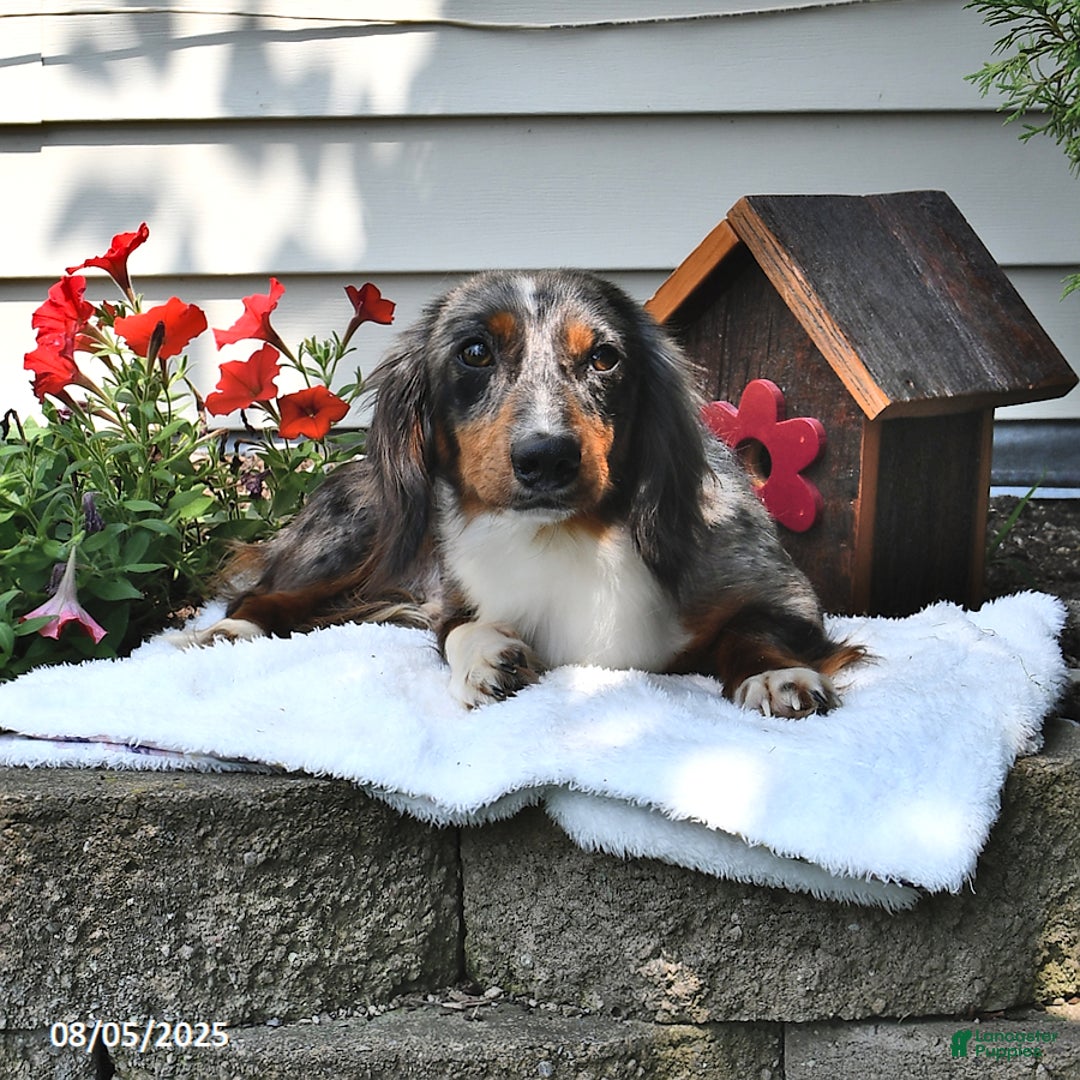 Miniature Dachshund dogs for sale: Musketeer - Special Needs - Image 6